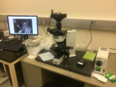 picture of Olympus BX60 upright microscope