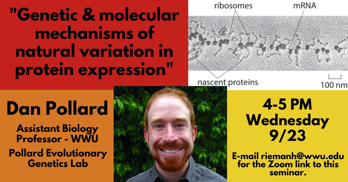 poster of dan pollard's seminar - title: Genetic & molecular mechanisms of natural variation in protein expression. From 4-5 PM on Wednesday, September 23rd. Email riemanh@wwu,edu for the Zoom Link.
