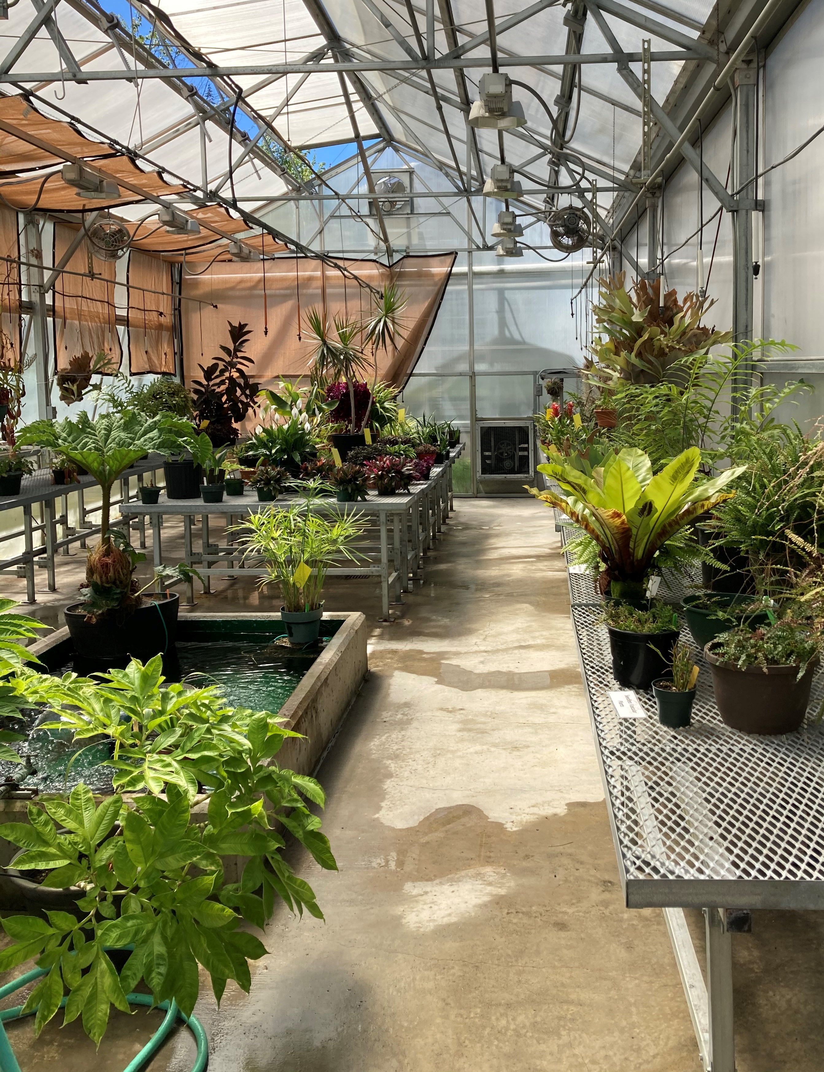 Interior of greenhouse filled with plants