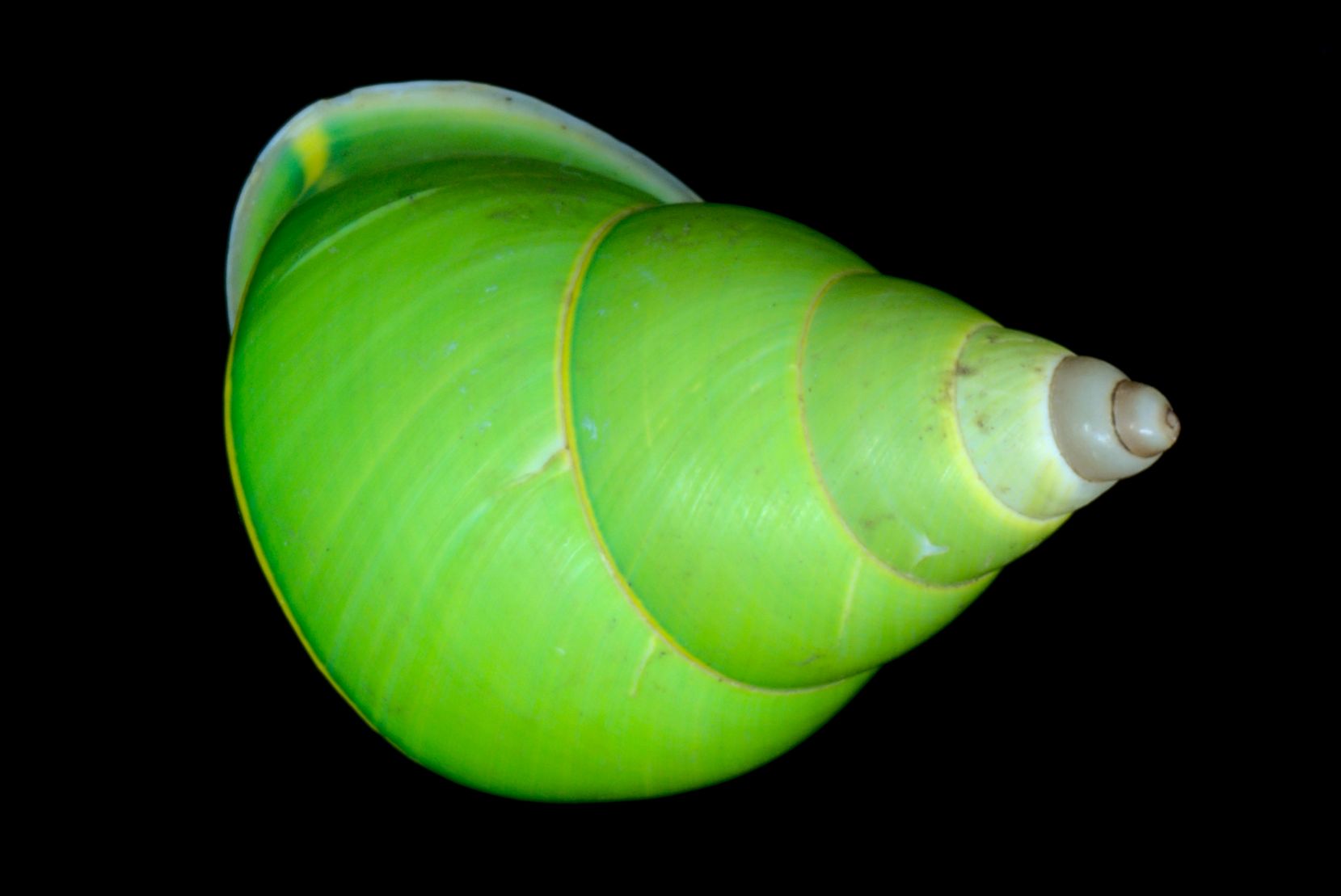 Green shell Papustyla pulcherrima