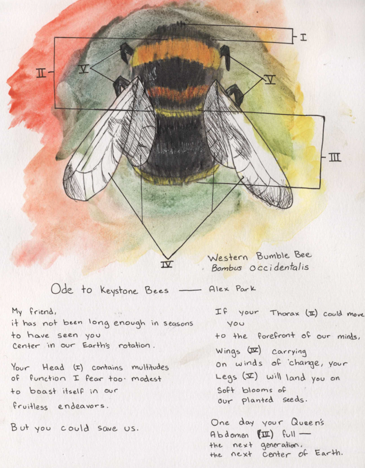 Watercolor and ink drawing of the Western Bumble Bee