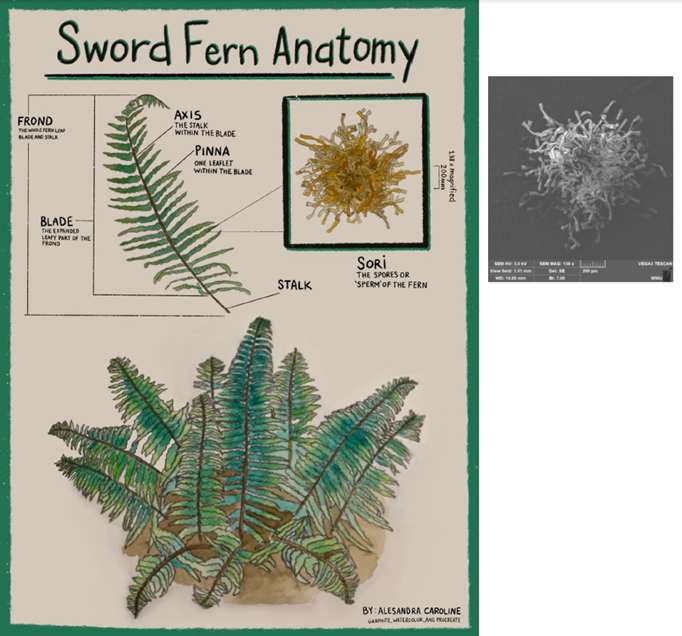 Watercolor and graphite drawing of a sword fern.