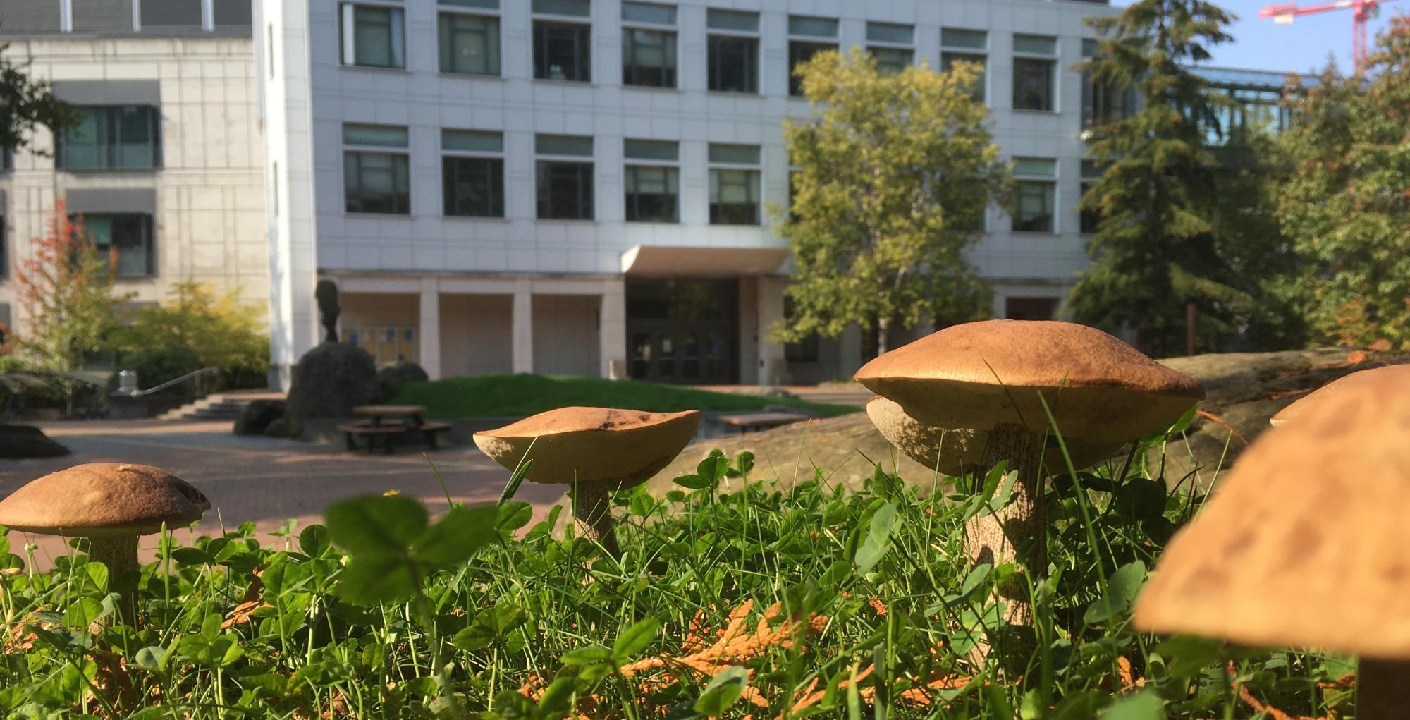 Boletus mushrooms with the Biology Building in the background.