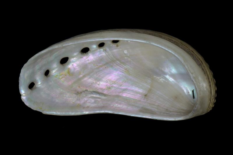 Haliotis asinina shell.  This long shell has tan outside and iridescent inside.