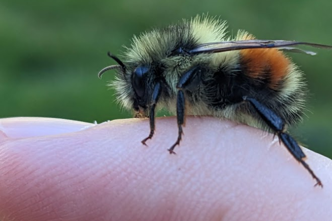Bee rests on human hand