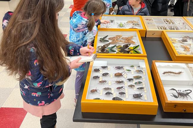 Elementary age children look at insect collection specimens on a table. One child is sketching a picture with a pencil.