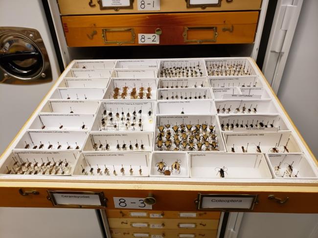Drawer of insect collection specimens