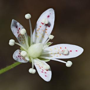 Saxifraga austromontana, the spotted saxifrage plant